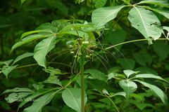 Tacca leontopetaloides